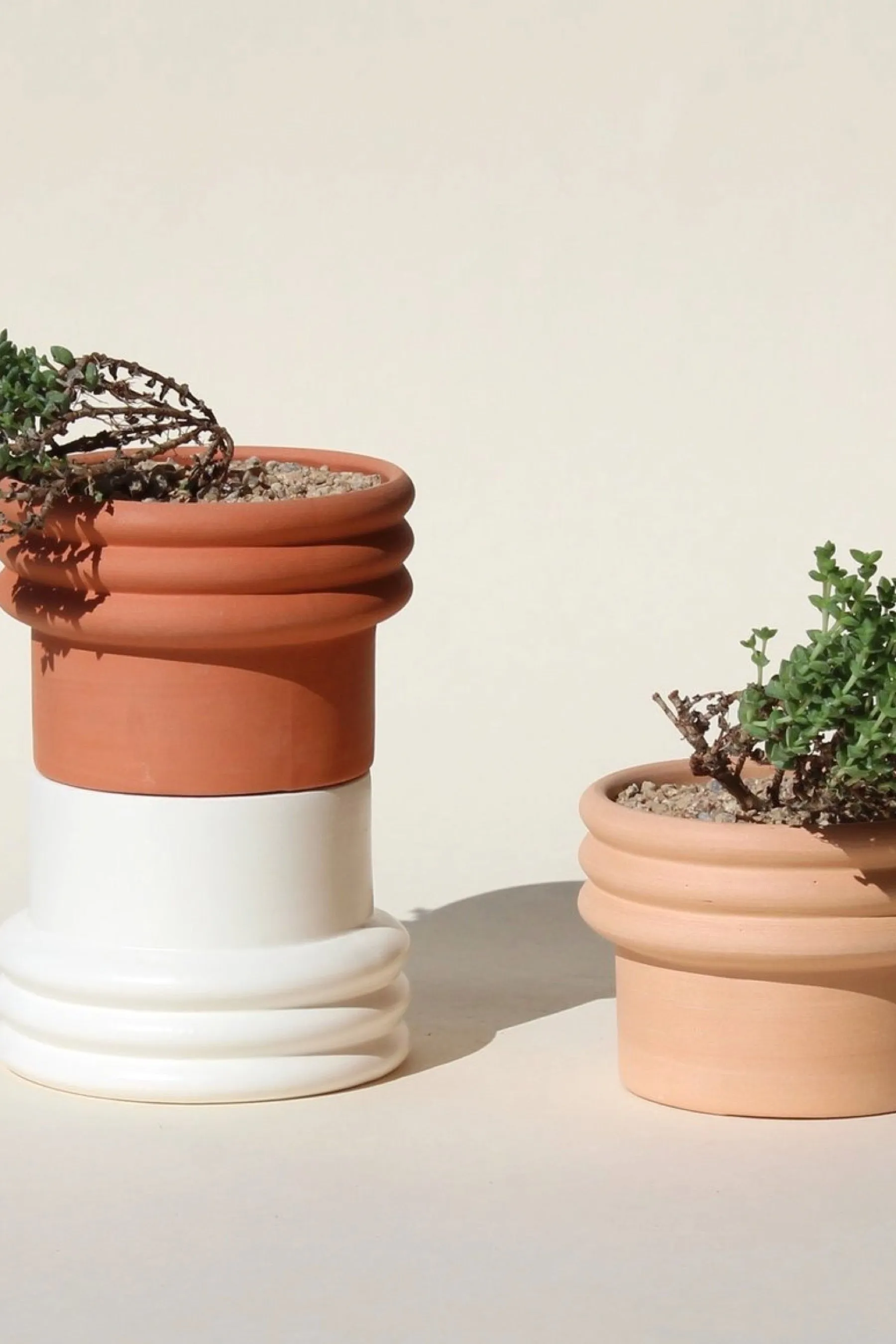 Blush Rings 2 Planter